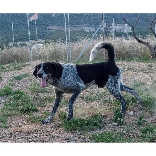 Fortunato, Nero Bianco male mixed breed for adoption at Associazione , Siniscola (Nuoro)