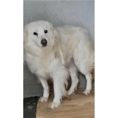 A63, Bianco female mixed breed for adoption at Associazione , Siniscola (Nuoro)
