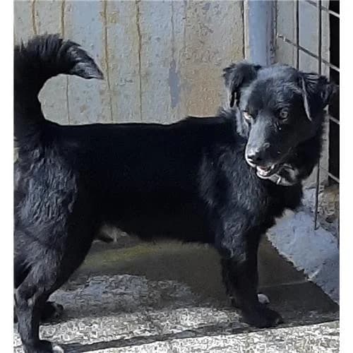 A64, Nero male mixed breed for adoption at Associazione , Siniscola (Nuoro)