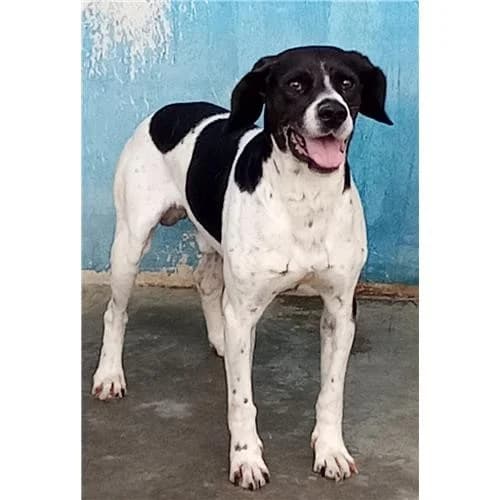 Ananas, Bianco Nero male mixed breed for adoption at Associazione , Siniscola (Nuoro)