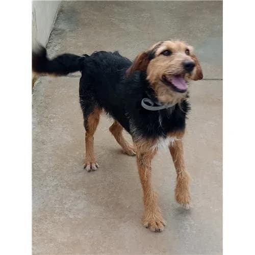 Nero, Nero Focato male mixed breed for adoption at Associazione , Siniscola (Nuoro)