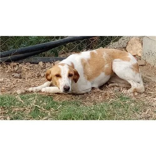 Ely, Bianco Arancio female mixed breed for adoption at Associazione , Siniscola (Nuoro)