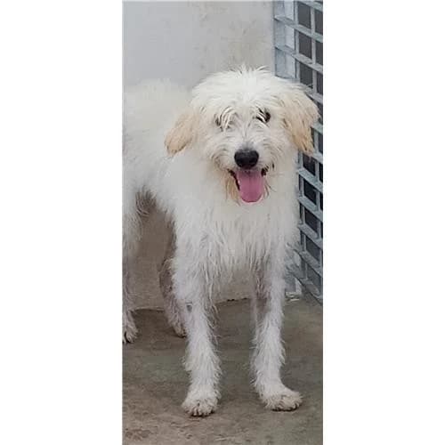 Merlino, Bianco male mixed breed for adoption at Associazione , Siniscola (Nuoro)