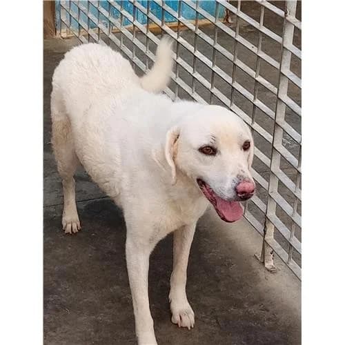 Wendy, Bianco female mixed breed for adoption at Associazione , Siniscola (Nuoro)