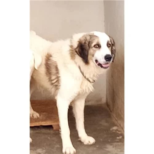 Wolf, B/Grigio male mixed breed for adoption at Associazione , Siniscola (Nuoro)