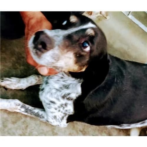 A685, Tricolore female mixed breed for adoption at Associazione , Siniscola (Nuoro)