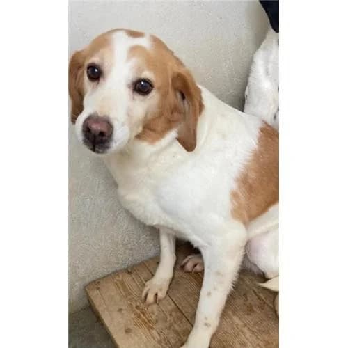 Belle, B.Arancio male mixed breed for adoption at Associazione , Siniscola (Nuoro)