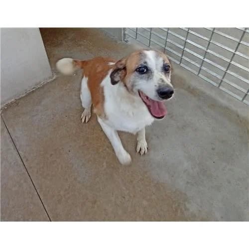 Elettra, B/Arancio female mixed breed for adoption at Associazione , Siniscola (Nuoro)