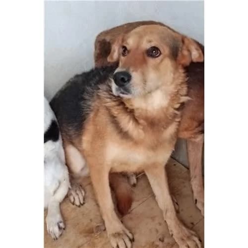 Mammona, Nero Focato female mixed breed for adoption at Associazione , Siniscola (Nuoro)