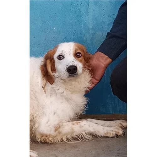 Bea, B/Arancio female mixed breed for adoption at Associazione , Siniscola (Nuoro)