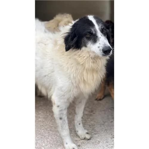 A71, Bianco Nero female mixed breed for adoption at Associazione , Siniscola (Nuoro)