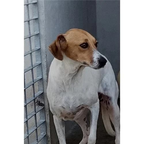 Raissa, B/Arancio female mixed breed for adoption at Associazione , Siniscola (Nuoro)