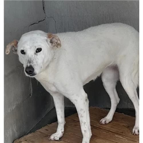 Fiona, Bianco female senior mixed breed for adoption at Associazione , Siniscola (Nuoro)