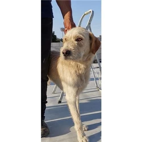 Maurizio, miele male mixed breed for adoption at Associazione , Siniscola (Nuoro)