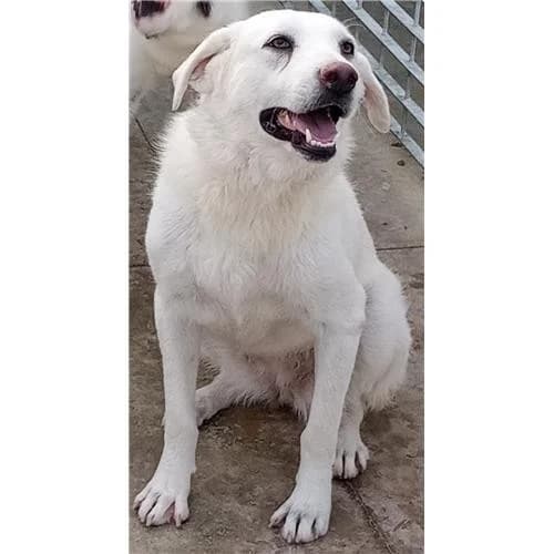 Bianca, Bianco female mixed breed for adoption at Associazione , Siniscola (Nuoro)