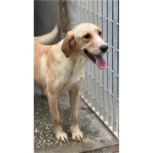 Siria, miele female mixed breed for adoption at Associazione , Siniscola (Nuoro)