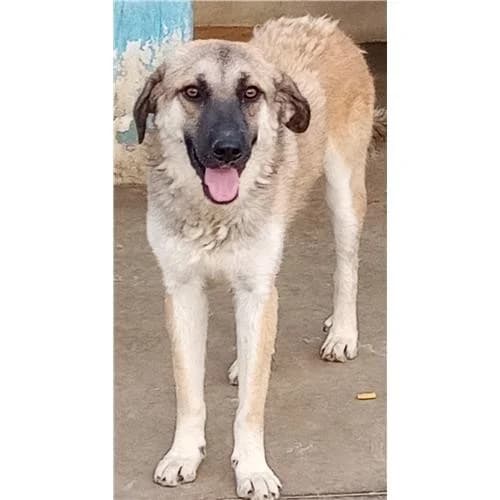 Bunny, Fulvo Muso Nero female mixed breed for adoption at Associazione , Siniscola (Nuoro)