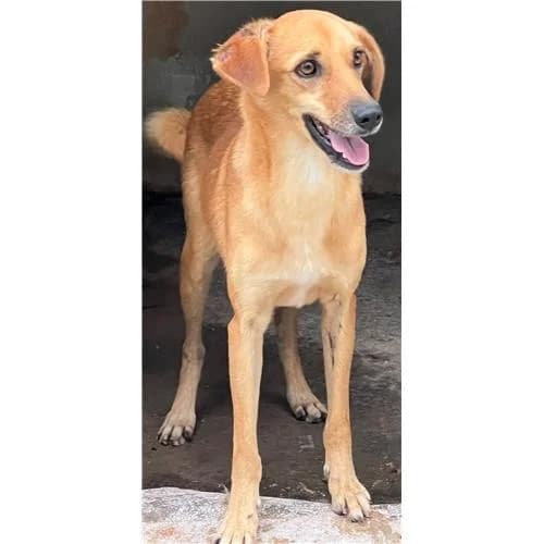 Lupin, Fulvo male mixed breed for adoption at Associazione , Siniscola (Nuoro)