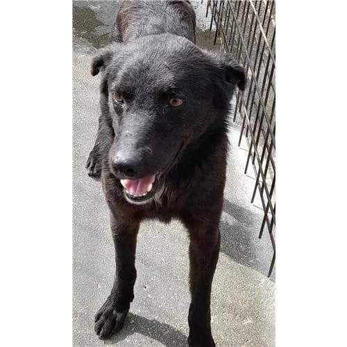 Ciro, Nero male mixed breed for adoption at Associazione , Siniscola (Nuoro)