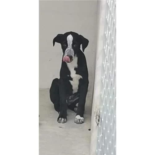 Duo, Nero Bianco male mixed breed for adoption at Associazione , Siniscola (Nuoro)