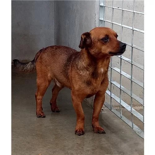 Pallino, Marrone male mixed breed for adoption at Associazione , Siniscola (Nuoro)