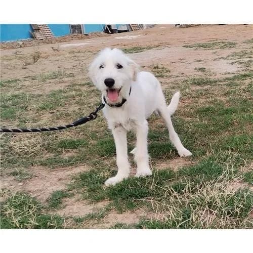 Budino, Bianco male mixed breed for adoption at Associazione , Siniscola (Nuoro)