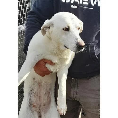 White, Bianco female mixed breed for adoption at Associazione , Siniscola (Nuoro)