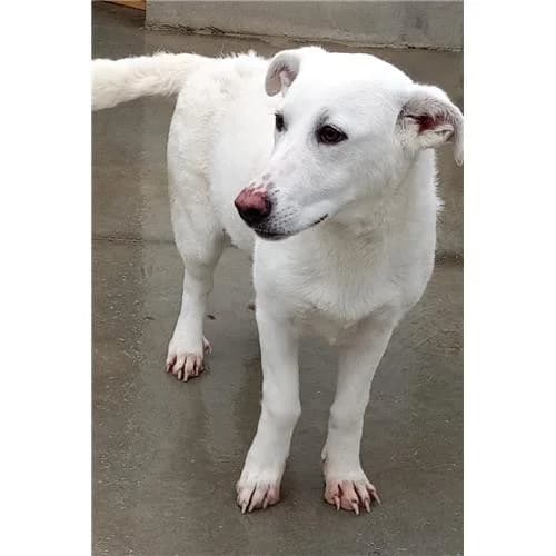 Snow, Bianco female mixed breed for adoption at Associazione , Siniscola (Nuoro)
