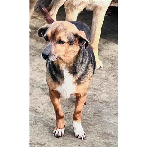 Antony, Nero Focato male mixed breed for adoption at Associazione , Siniscola (Nuoro)