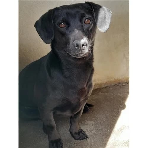Maggie,  (Associazione )