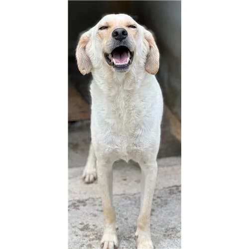 Pippo,  (Associazione )