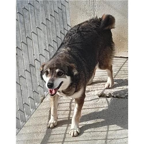 Kora, Marrone female senior mixed breed for adoption at Associazione , Siniscola (Nuoro)