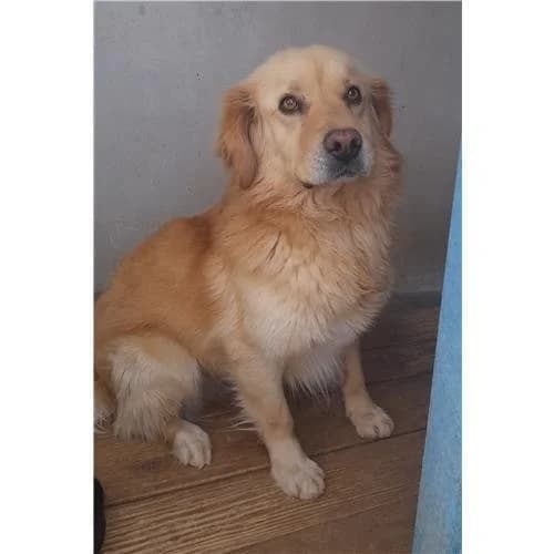 Goldy,  (Associazione )