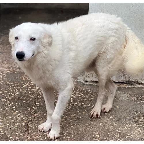 Giglia, Bianco female senior mixed breed for adoption at Associazione , Siniscola (Nuoro)