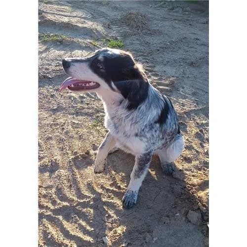 Bella,  (Associazione )