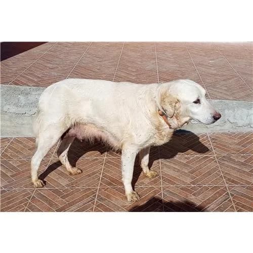 Stella,  (Associazione )
