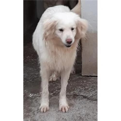 Gegia, Bianco female senior mixed breed for adoption at Associazione , Siniscola (Nuoro)