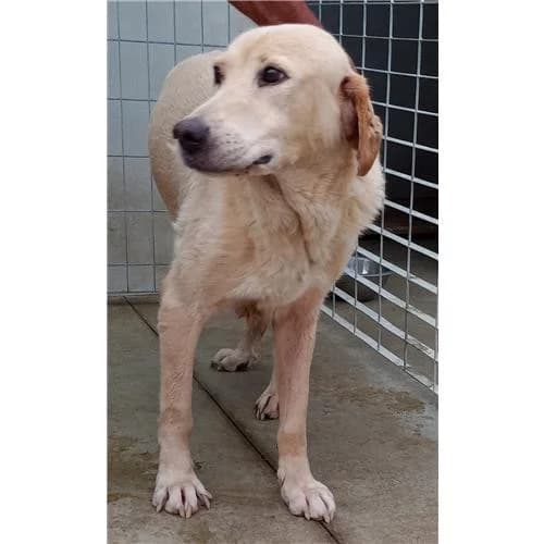Lady, Beige female mixed breed for adoption at Associazione , Siniscola (Nuoro)