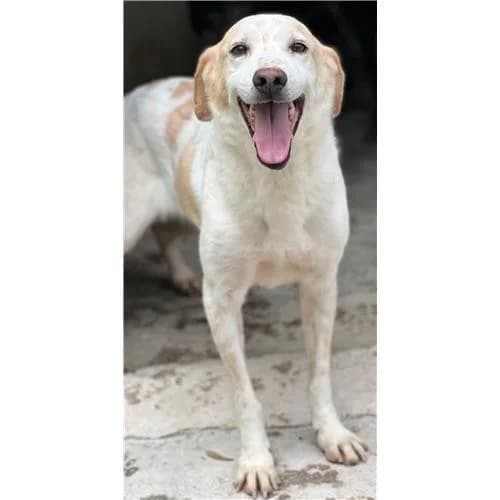 kim, Bianco Arancio male senior mixed breed for adoption at Associazione , Siniscola (Nuoro)