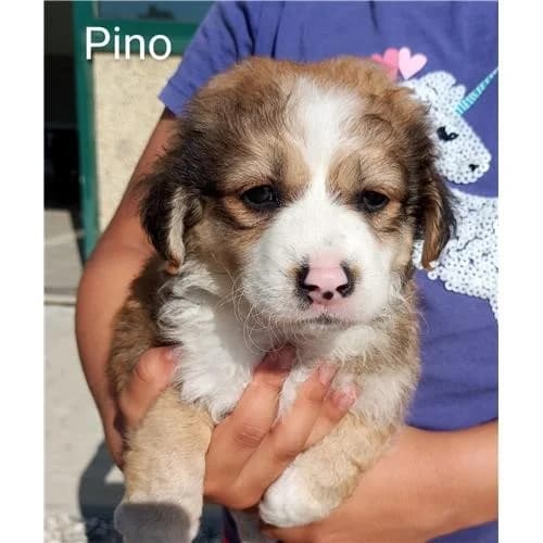 Pino,  (Associazione )