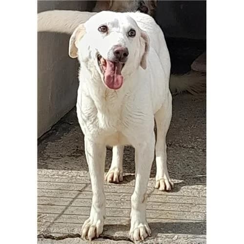 Ladina, Bianco female mixed breed for adoption at Associazione , Siniscola (Nuoro)