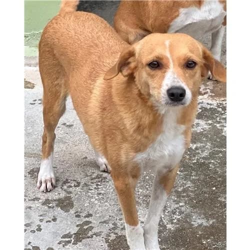 Gianduia, Fulvo Bianco female mixed breed for adoption at Associazione , Siniscola (Nuoro)