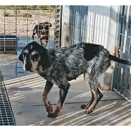 Diana,  (Associazione )