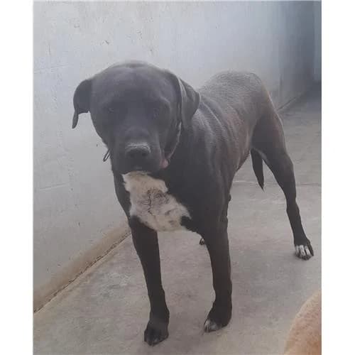 Bullo,  (Associazione )