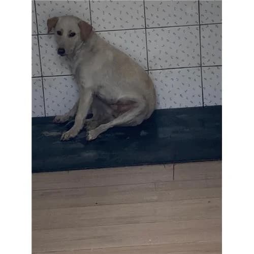 Sissi,  (Associazione )
