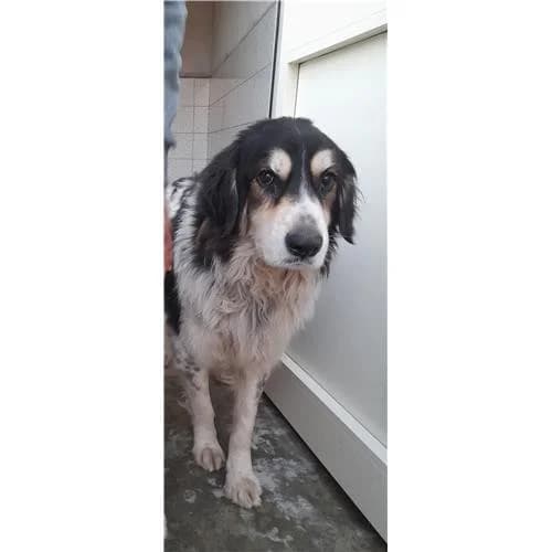 Scar,  (Associazione )