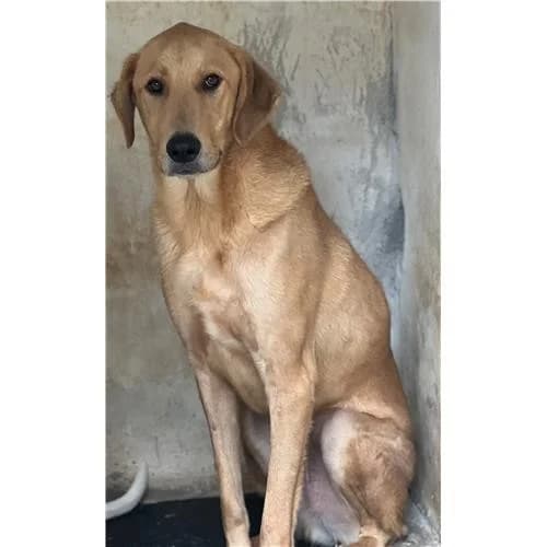 Sunny,  (Associazione )
