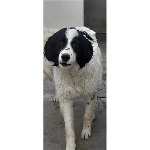 Oreo,  (Associazione )