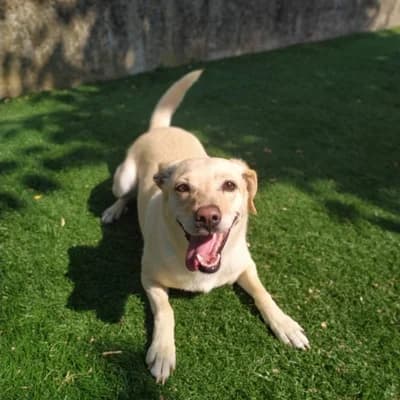 Asia, Marrone chiaro female senior mixed breed for adoption at Il Rifugio del Cane