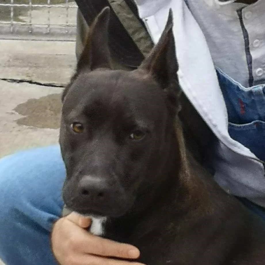 Uma, Nero female mixed breed for adoption at Il Rifugio del Cane